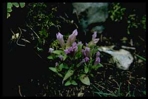 Gentianella propinqua