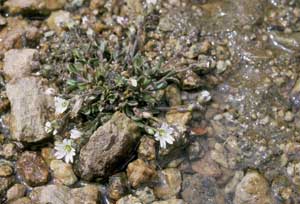 Cerastium beeringianum