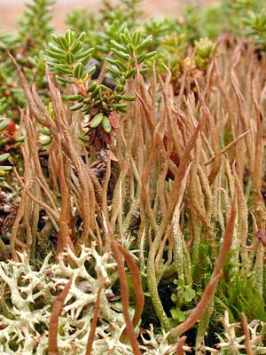 Cladonia gracilis