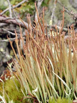 Cladonia gracilis