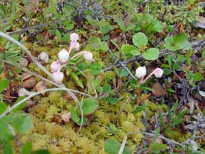 Andromeda polifolia