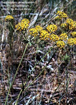 Bupleurum triradiatum