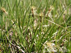 Carex obtusata