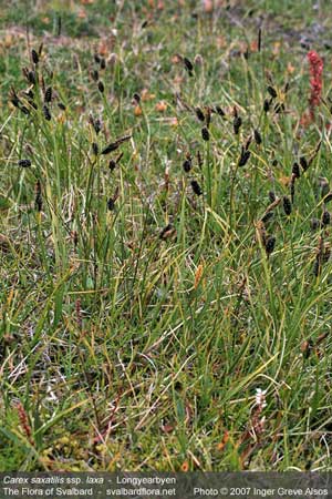 Carex saxatilis