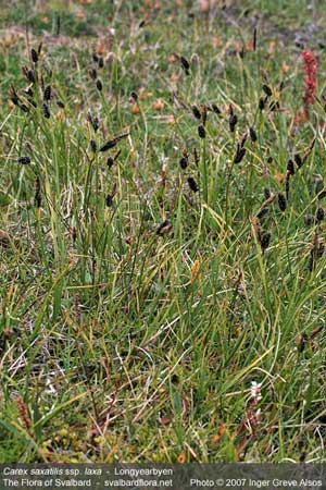 Carex saxatilis