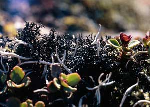 Cornicularia aculeata