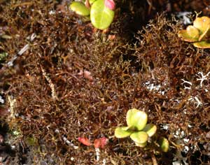 Cornicularia aculeata