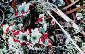 Cladonia pleurota