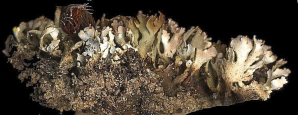 Cladonia verticillata