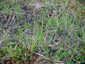 Carex bigelowii