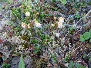 Cassiope tetragona