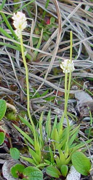 Tofieldia pusilla