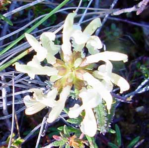Pedicularis lapponica