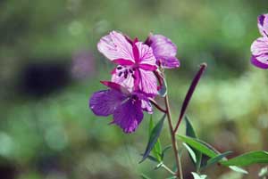 Chamerion latifolium