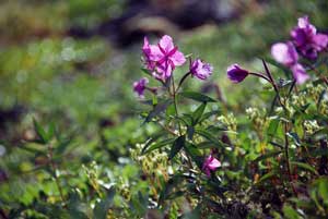 Chamerion latifolium