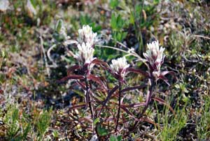 Castilleja caudata