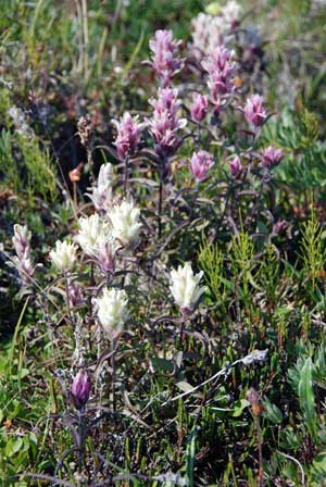 Castilleja caudata