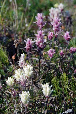 Castilleja caudata