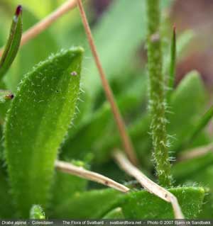 Draba alpina