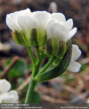 Draba lactea