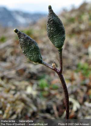 Draba lactea