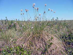 Eriophorum vaginatum