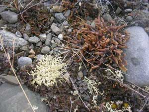 Cetraria cucullata