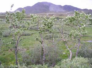 Populus suaveolens