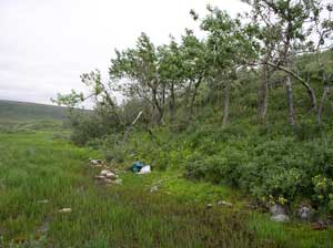 Populus balsamifera