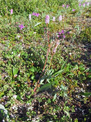 Bistorta plumosa