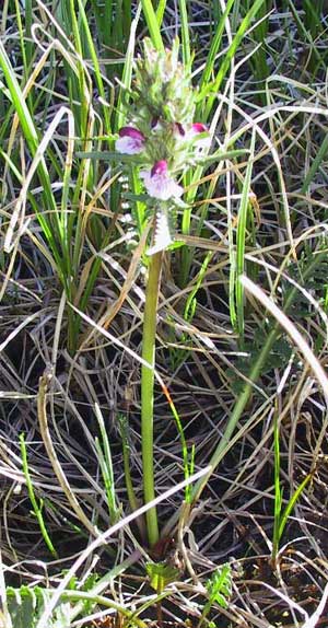 Pedicularis albolabiata