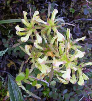 Pedicularis labradorica