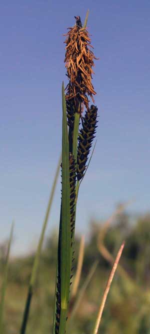 Carex aquatilis