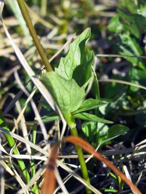 Valeriana capitata
