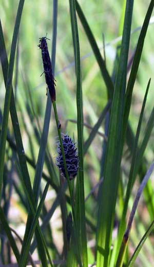 Carex bigelowii