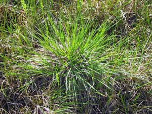 Carex bigelowii