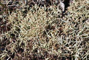 Cladonia uncialis