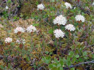 Ledum palustre