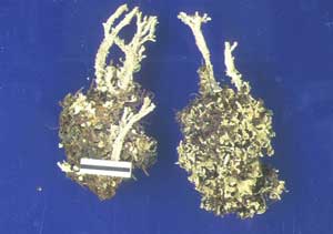 Cladonia acuminata