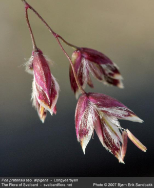 Poa pratensis