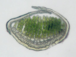 Polytrichum hyperboreum