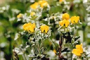 Potentilla nivea