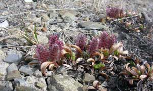 Salix phlebophylla