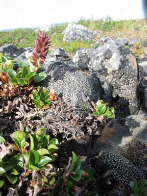 Salix phlebophylla