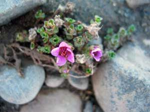 Saxifraga oppositifolia