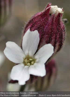 Silene involucrata