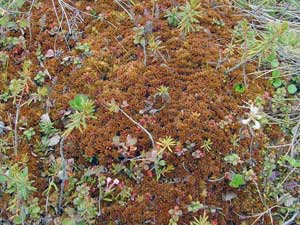 Sphagnum lenense