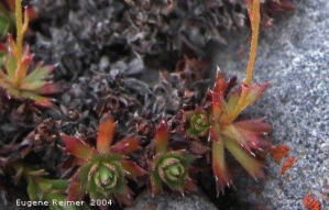 Saxifraga tricuspidata