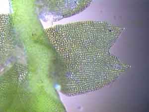 Anastrophyllum minutum