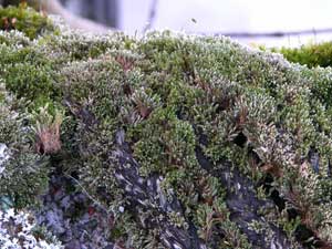 Bryum argenteum